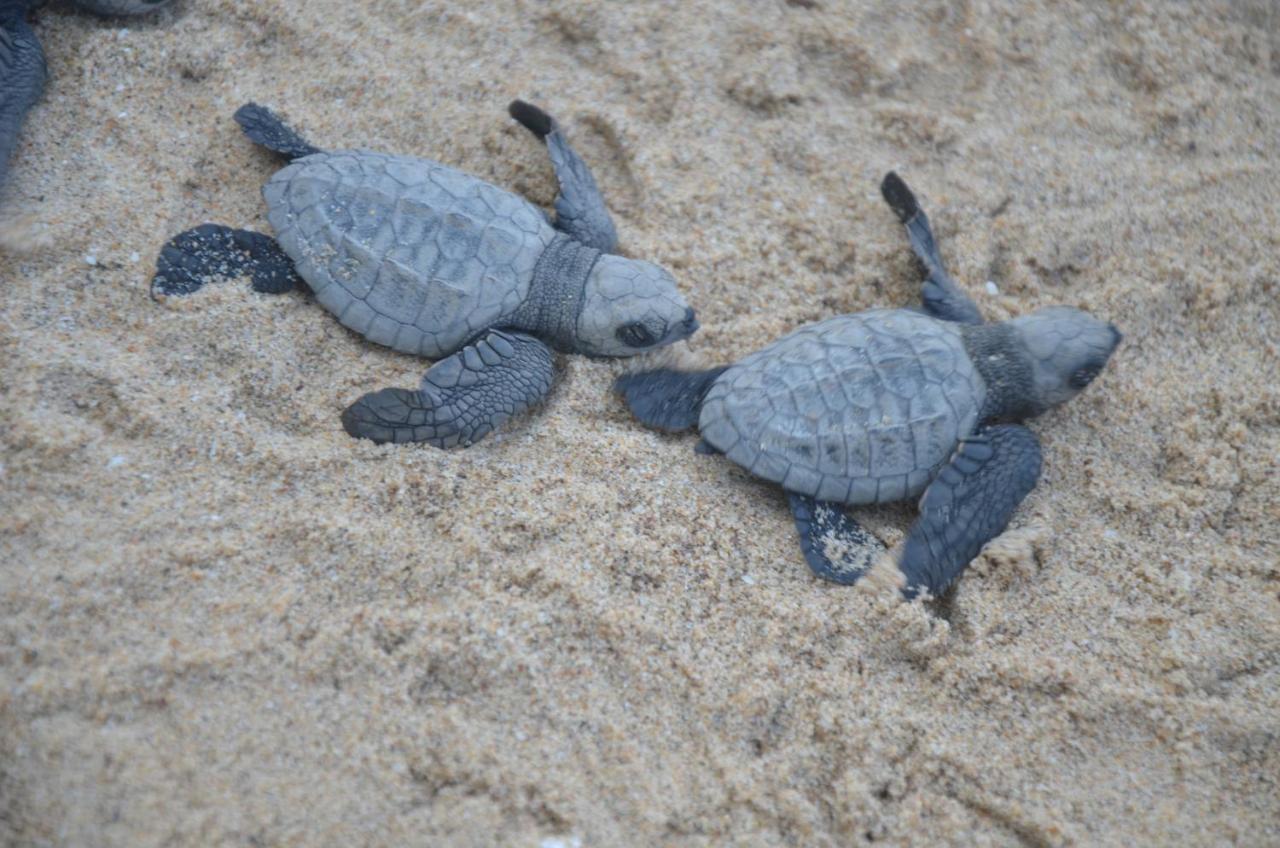 Turtle Beach House Vengurla Esterno foto