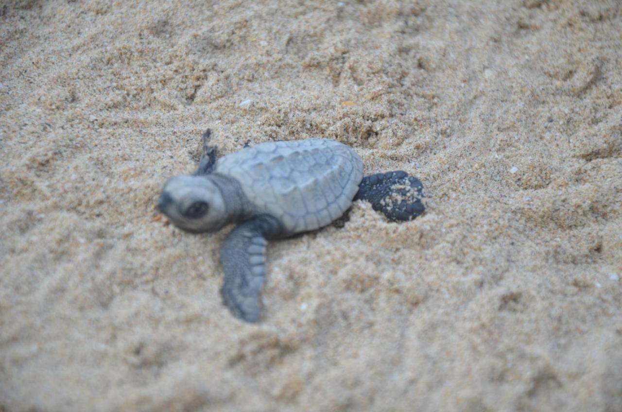 Turtle Beach House Vengurla Esterno foto