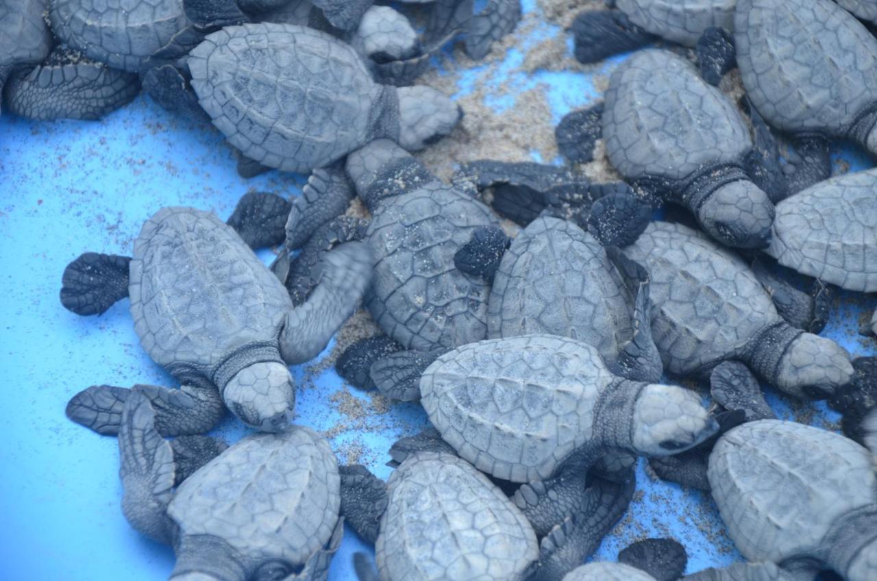 Turtle Beach House Vengurla Esterno foto