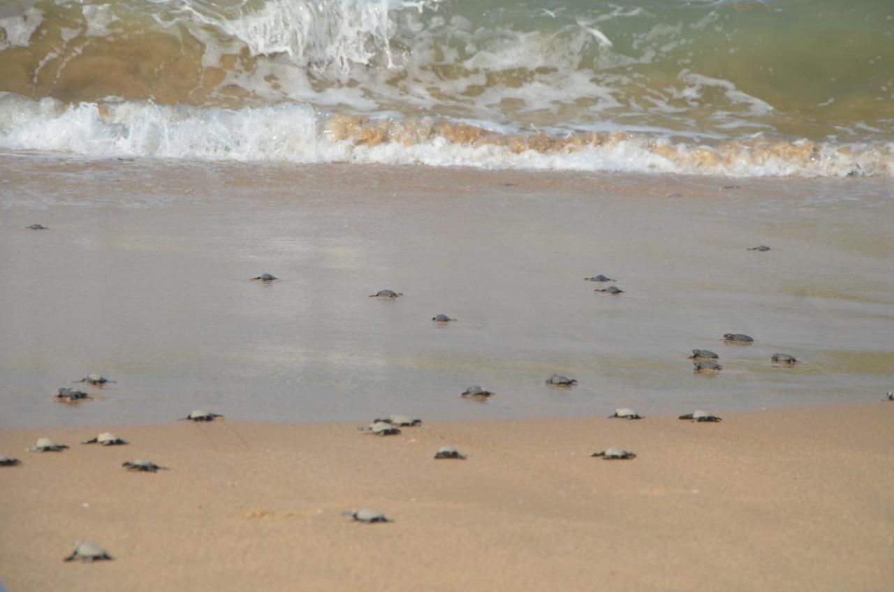 Turtle Beach House Vengurla Esterno foto